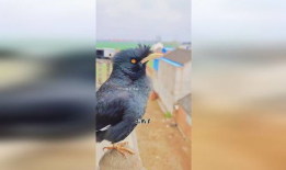 八哥鸟说话视频,视频揭秘其模仿人类语言之谜